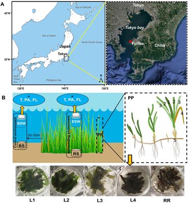 Microbial communities on eelgrass (Zostera marina) thriving in Tokyo Bay and the possible source of leaf-attached microbes